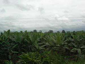 Album - Guayaquil