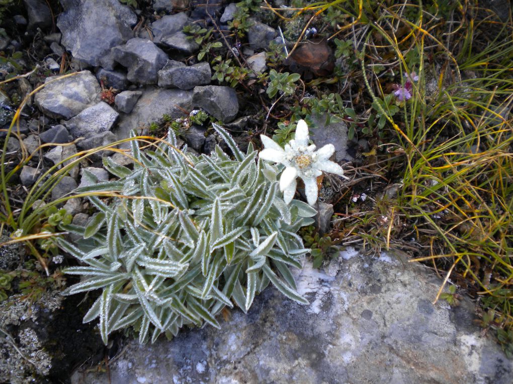 La flore du Mercantour