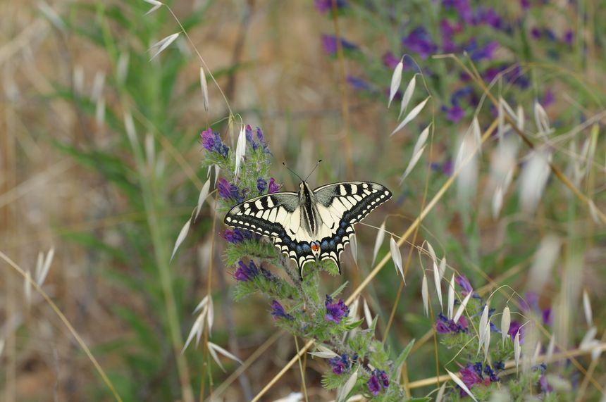 Album - Macro-Papillons