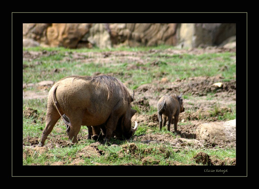 Des photos prises au parc de Thoiry