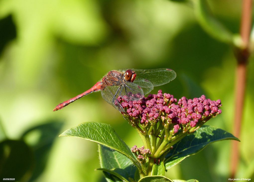 Sympétrum rouge sang - Sympetrum sanguineum