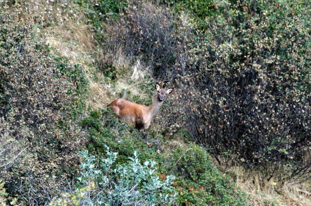 Faune de Tarentaise - Vanoise