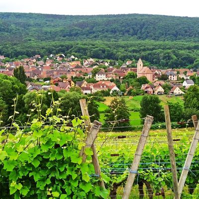 ORSCHWIHR : VILLAGE & BOLLENBERG (R 792) ~ 7 km ~ D+ 150 m ~ 2 h ~ 2/6 ~ *** ~ Compatible VTT-VTTAE