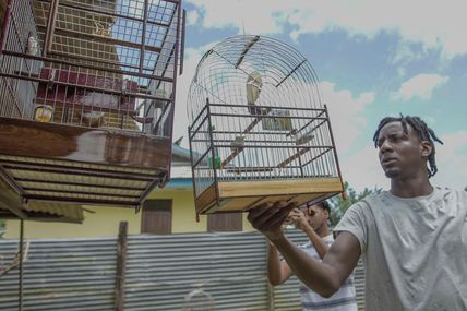 France 3/La1ere.fr : Le documentaire « L’oiseau qui chante à l’oreille des hommes » va vous plonger dans l'univers des concours de chant de picolette en Guyane !