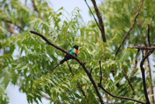 Album - Oiseaux et autres bestioles