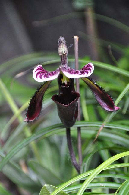 Album - 006-Botanic-Garden-Singapore