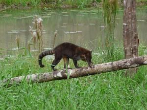 Voici quelques animaux que l'on peut voir ici en Guyane ! Autant que possible, je vous ai mis les noms. Rendez-vous ici pour les voir ensemble ;)