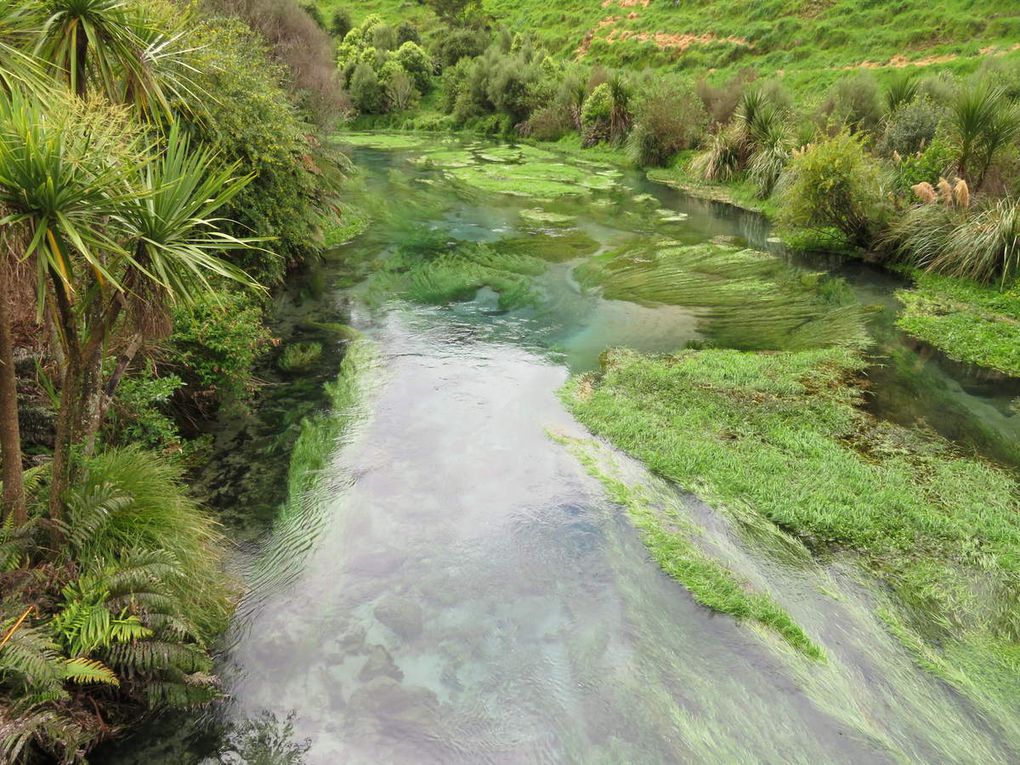 Mt Maunganui, blue springs