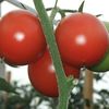 video prise sur youtube entretien des tomate