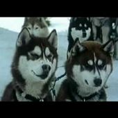 Chiens des neiges Bande annonce vf