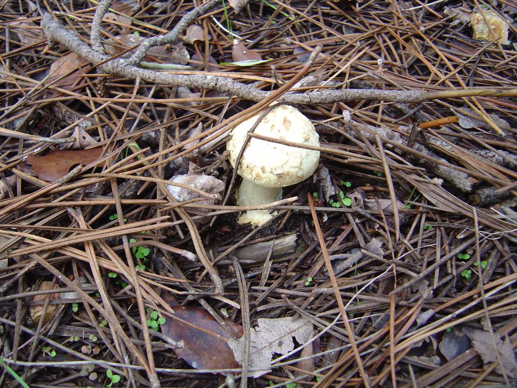 Album - 2010 -10 - Champignons