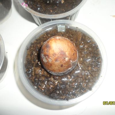 AVOCAT N°69 - Janvier 2026