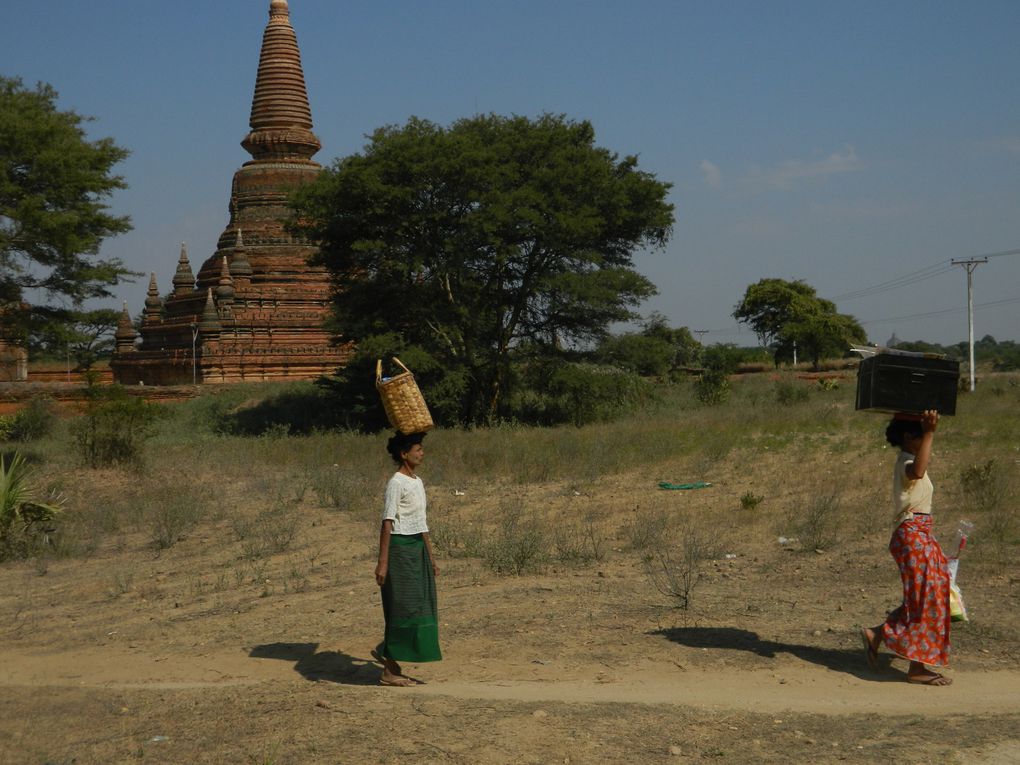 Des bergers avec leur troupeau, des femmes qui cultivent les terres, d'autres qui ramassent les mauvaises herbes, des charrettes tirées par des boeufs qui circulent entre les temples... A Bagan, il y a le tourisme, mais toute une vie aussi à côté