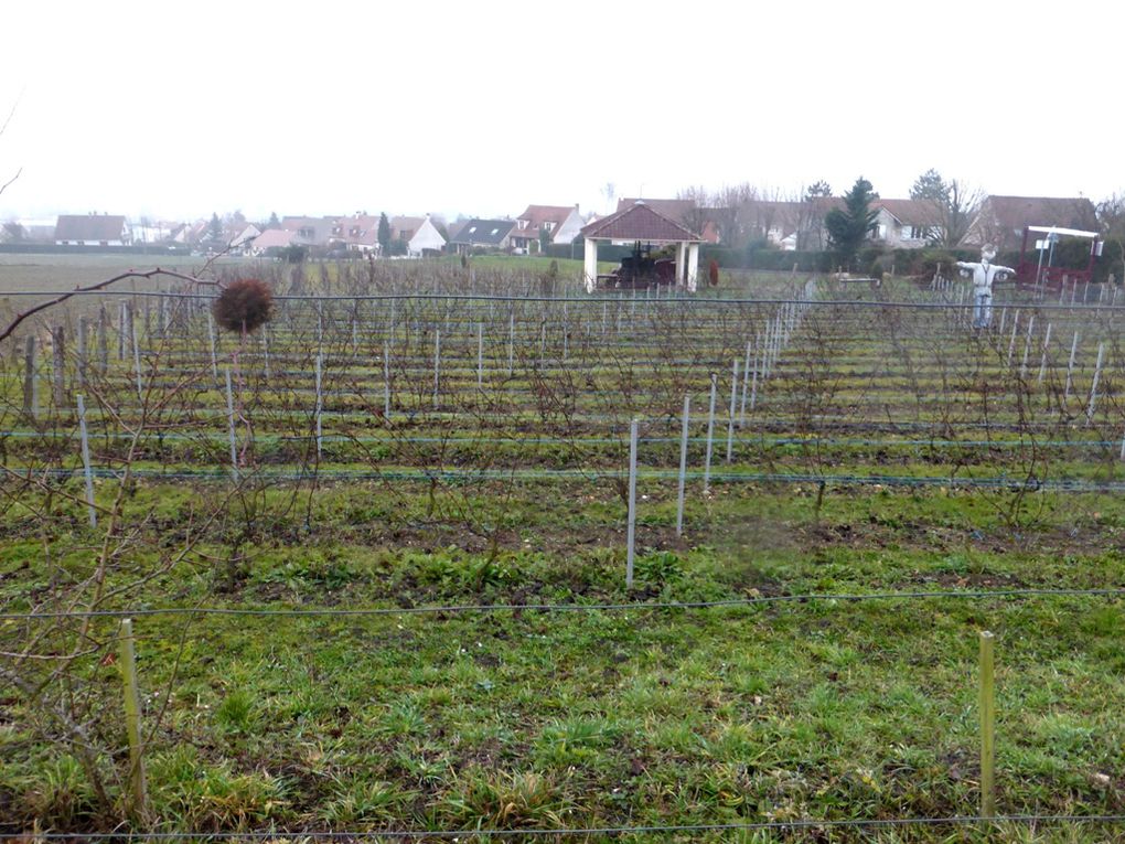 Chanteloup les Vignes - le pressoir