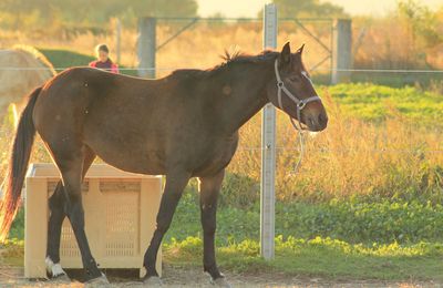 Rencontre avec les chevaux