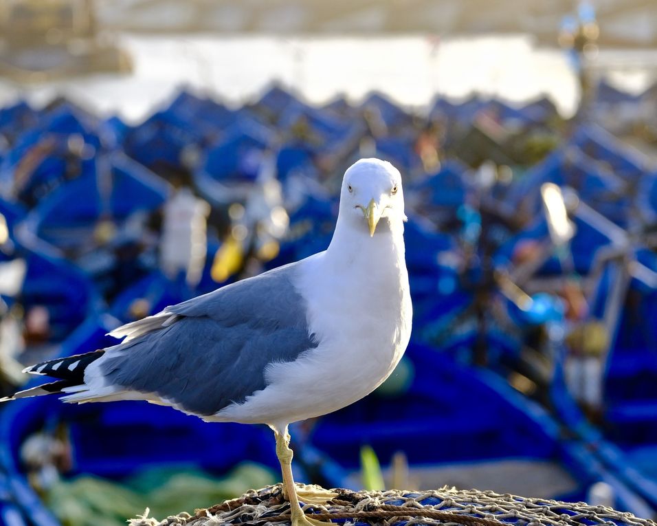 Souvent confondus avec les mouettes, les goélands sont reconnaissables à leur plumage blanc et gris formant un contraste avec le jaune de leur bec.