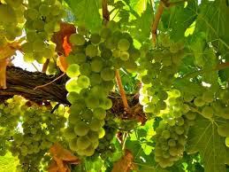 #Verdelho Producers   Hunter Valley Vineyards Australia