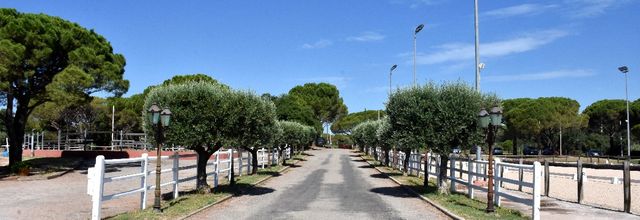 DES CIGALES ET DES CHEVAUX