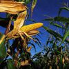 OGM : Monsanto au cœur de la polémique