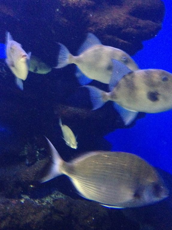 L'aquarium de Palma