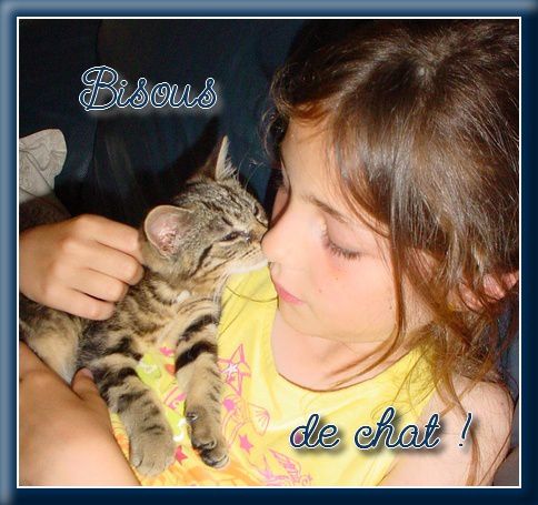 Album - chats