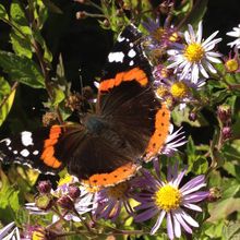 Un vulcain dans mon jardin