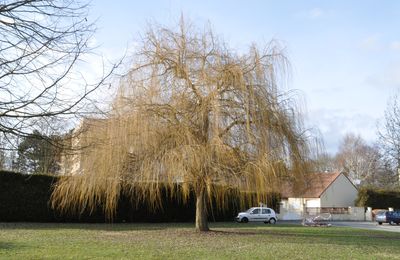 Un arbre sous toutes ses coutures :)