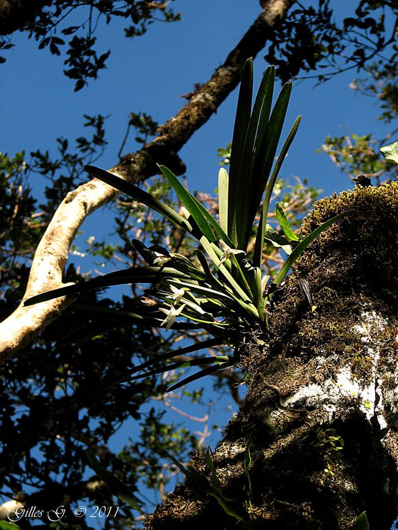 Album - Madagascar 2011: Orchidees