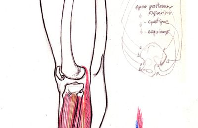 Cours de Morphologie - ep: 15 Le mollet
