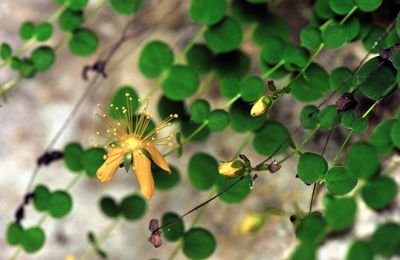 Le millepertuis à sous (Hypericum nummularium), ou Vulnéraire des Chartreux