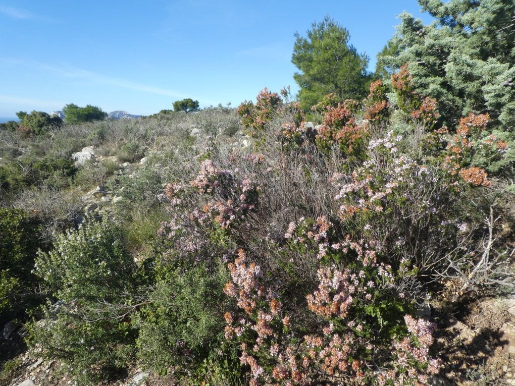 Rando du 10/12/2018-Gineste-Sugiton-Falaises de Luminy