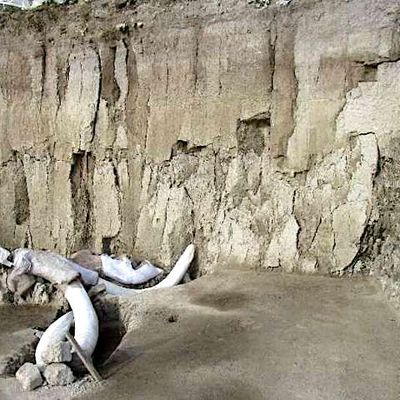 Des mammouths de Colomb découverts dans le nord du Mexique