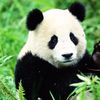 (Légende) Légende tibétaine du panda