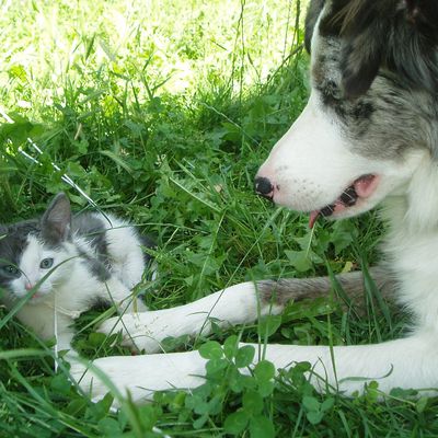 Chien, chat et .... hamsters