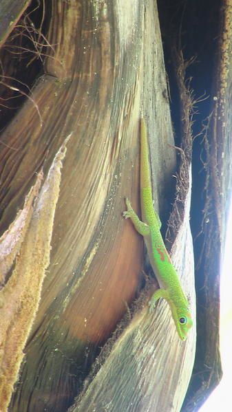 Album - reptiles-et-amphibiens-de-la-reunion