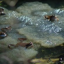 Pour changer un peu des oiseaux: des pontes de grenouilles