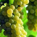 #Chardonnay Producers North Coast California Vineyards 