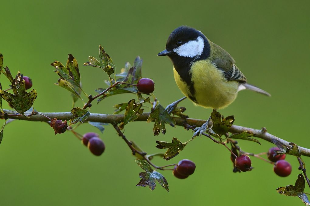 Mésange charbonnière.