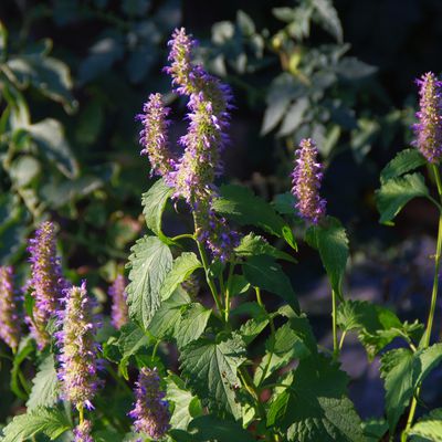 Merveilleuse Agastache