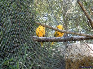 Zoo de Beauval en camping-car (Voyages en camping-car)