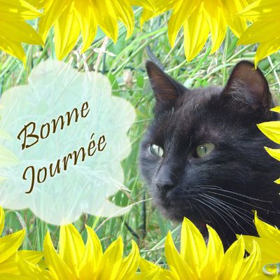 Carte du chat noir "Bonne Journée"