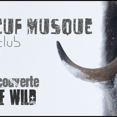 Le boeuf musqué