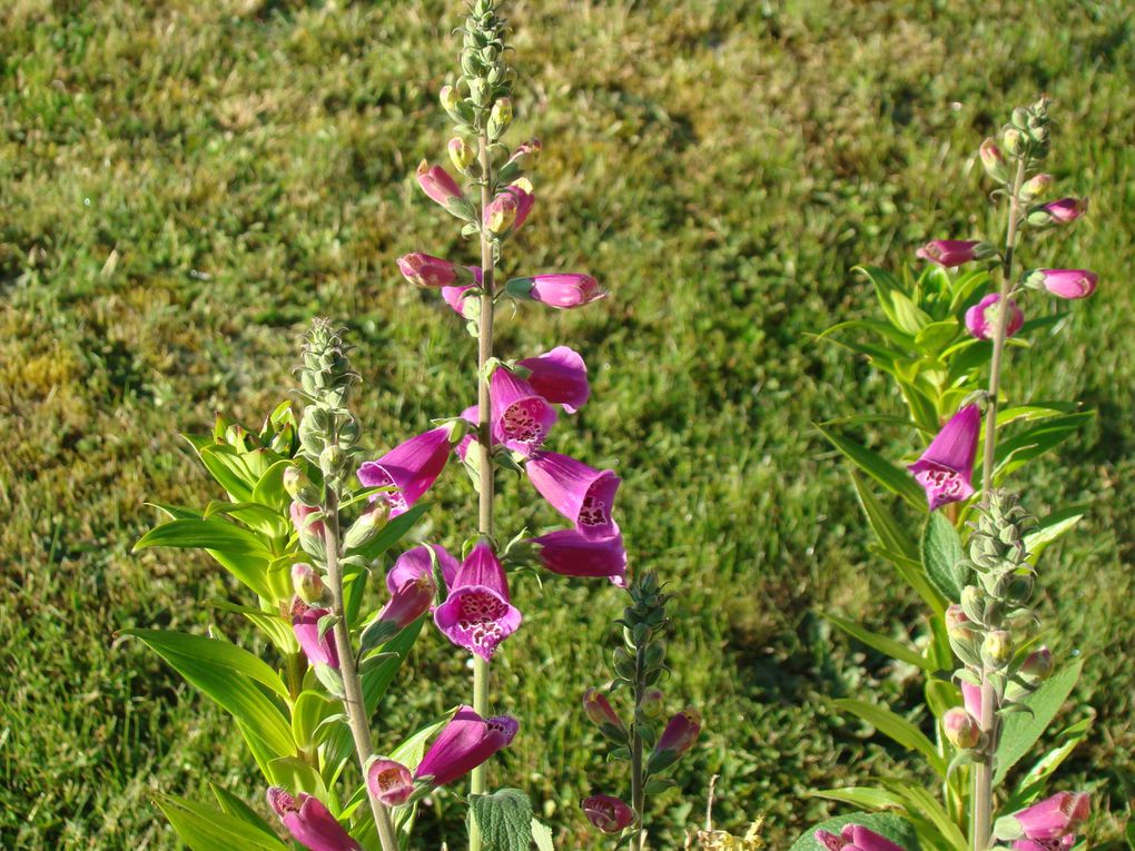 Gîte, ses fleurs et ses animaux (rencontres inattendues dans le jardin...Hérisson, Guêpiers, Huppe fasciée...))