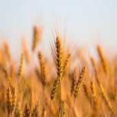 Incroyable, du blé vieux de plusieurs siècles pourrait nourrir la planète !