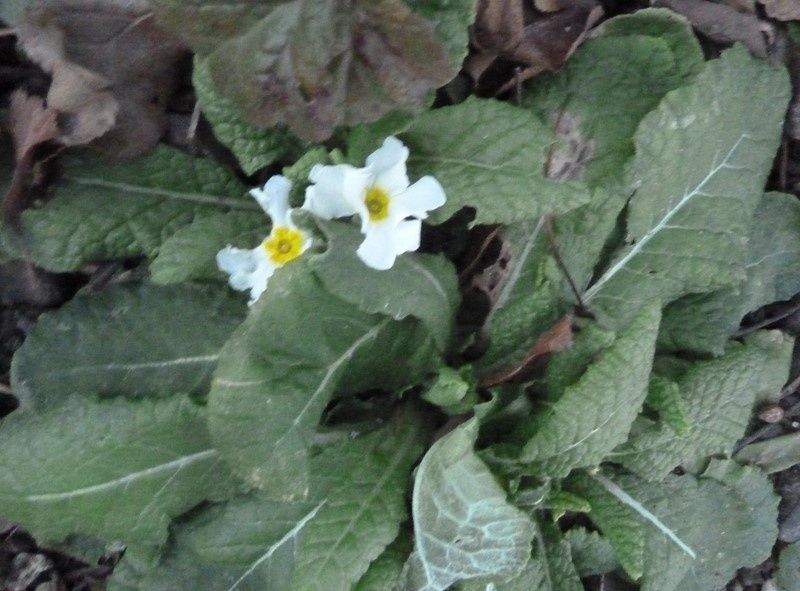 Les premiers signes du printemps