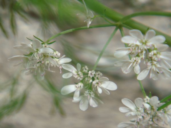 COriandre, Thym, Céanothe