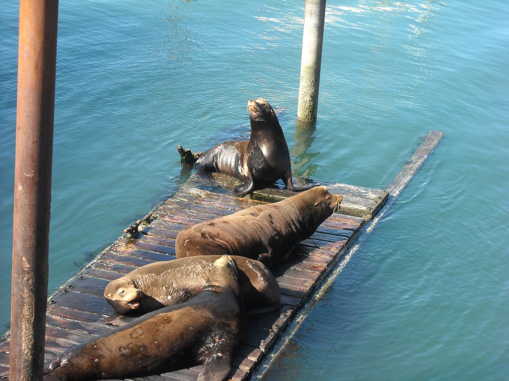 De Seattle (Etat de Washington à Crescent City (Californie), sur  une distance de 1000 kms, la côte oregonnaise offre un paysage magnifique, sauvage et grandiose où souffle l'esprit des peuples premiers, les indiens d'Amérique du Nord.