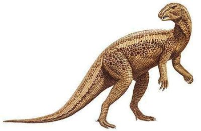 L'heterodontosaurus