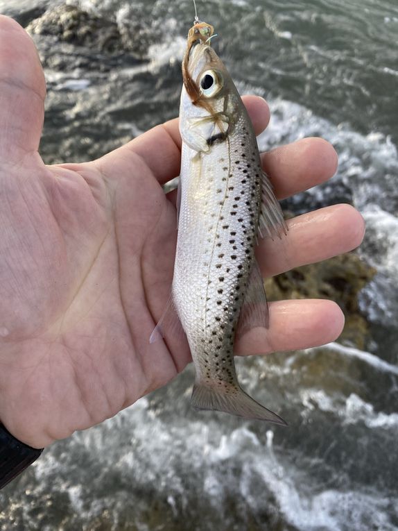 Du chevesne au Baracuda, en passant par les bonefish, les perches, les truites, les ombres et les bars, tous ces poissons se sont laissés prendre au streamer !