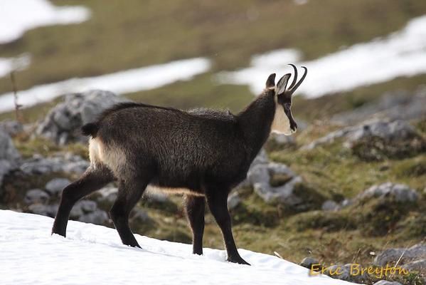 Attitudes et pelages des chamois en novembre